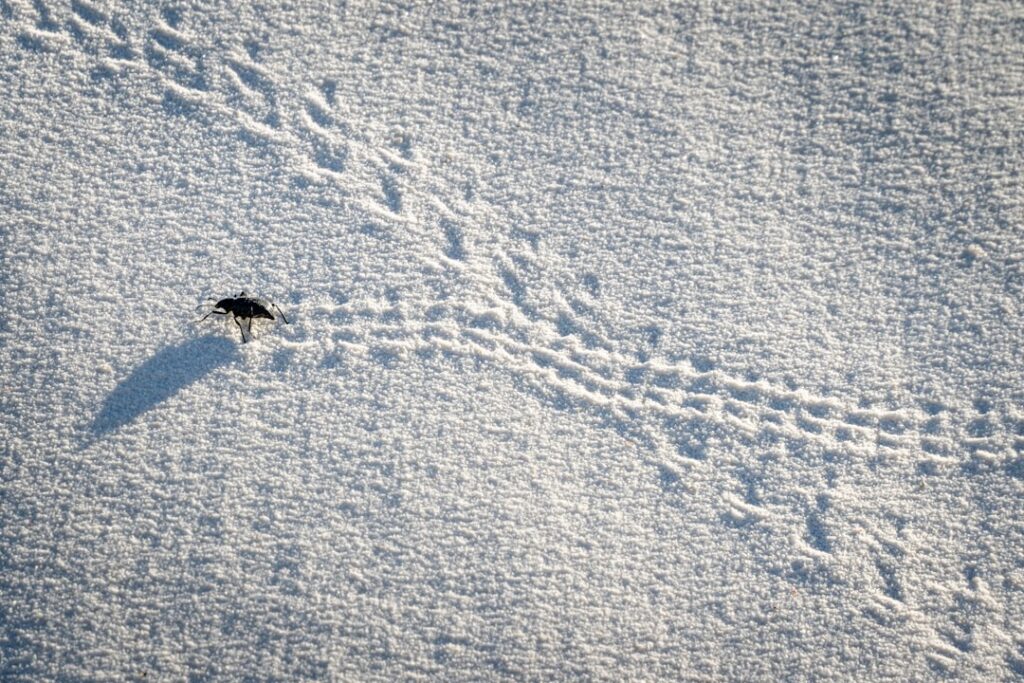 Photo Desert beetle