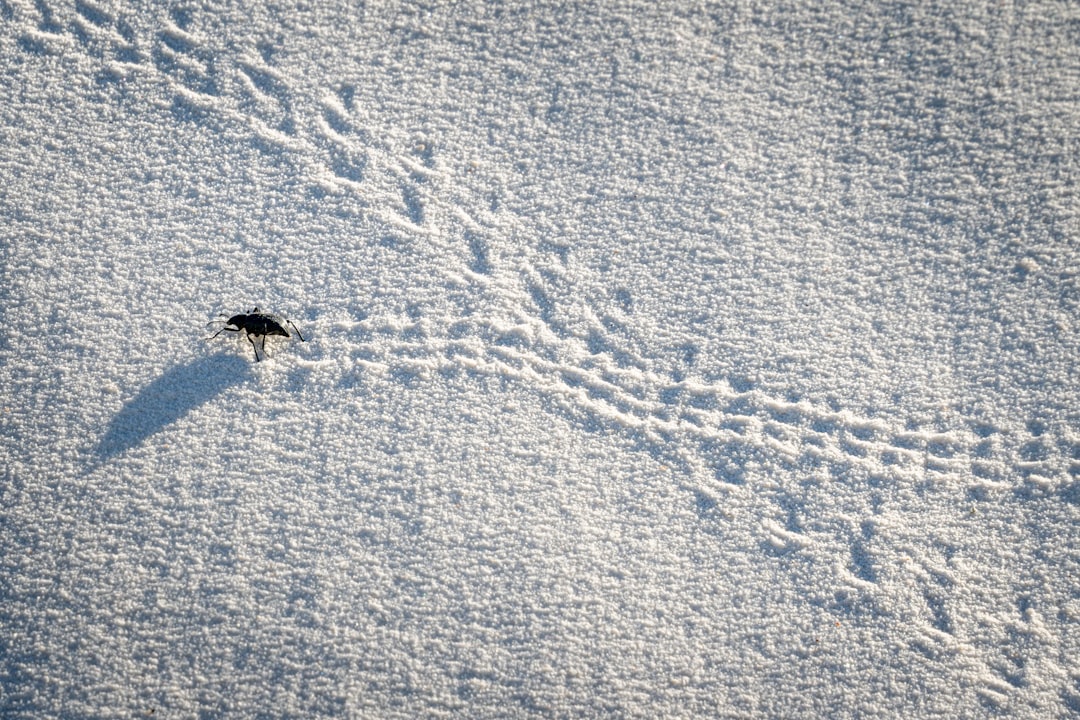 Photo Desert beetle