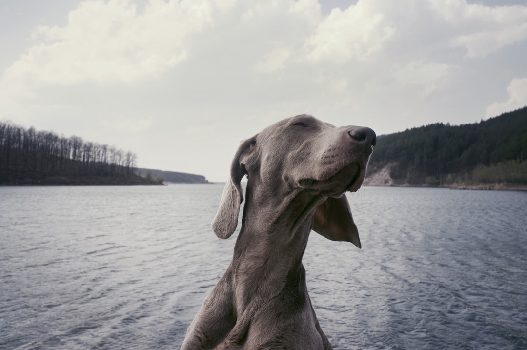Photo Dog being sprayed