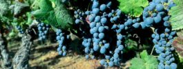 Unleashing the Power of Passion Grape: A Flavorful Journey