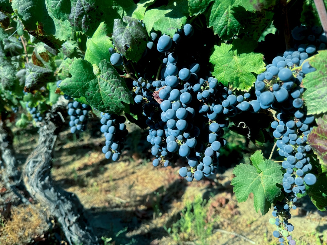 Photo Vibrant vineyard