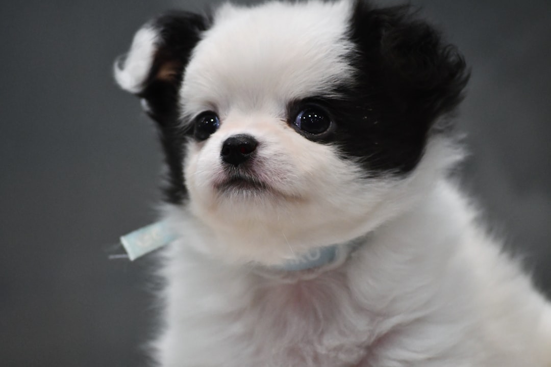 Photo Adorable puppies