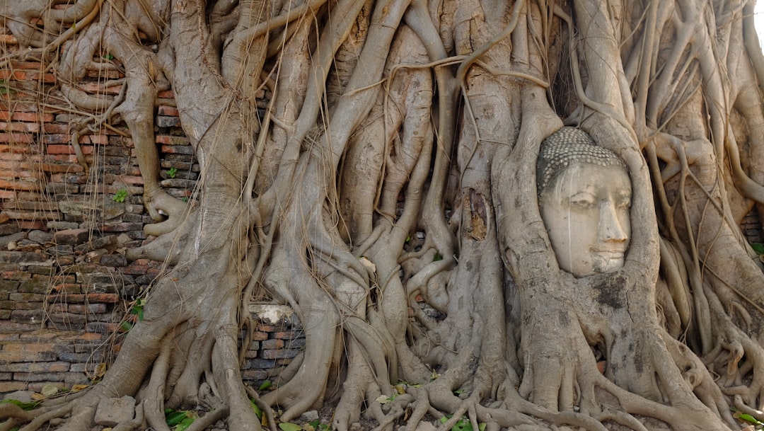 Photo Roots and identity