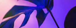 Discover the Beauty of Purple Leaf Odessa, TX