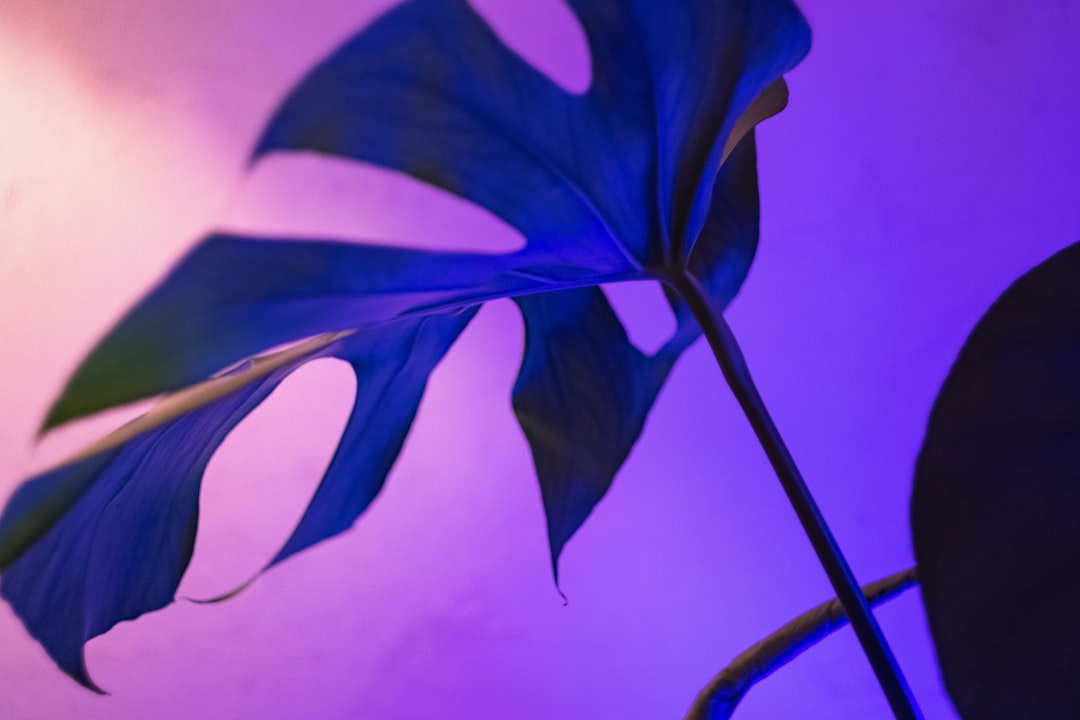 Photo Purple leaf